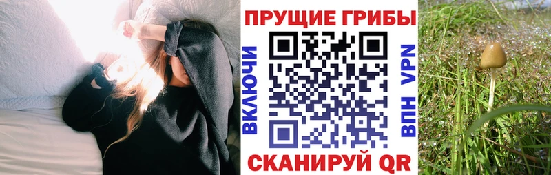 Псилоцибиновые грибы мухоморы  где можно купить наркотик  KRAKEN tor  Борисоглебск 